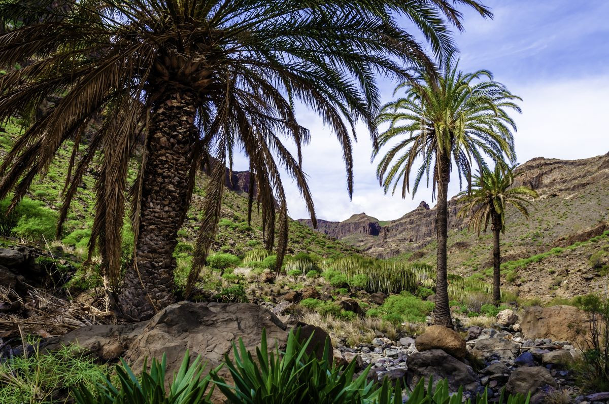 Gran Canaria: un universo en cada paso