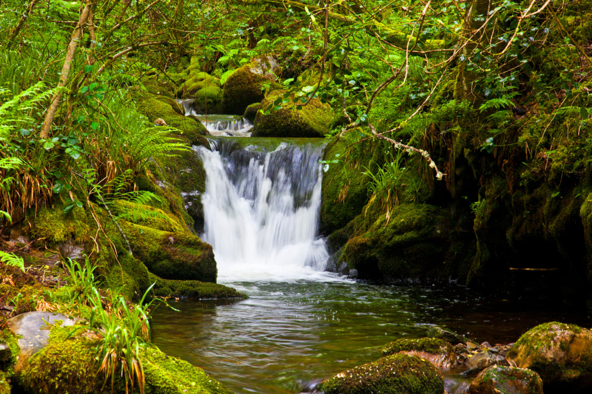 Bosque de Muniellos