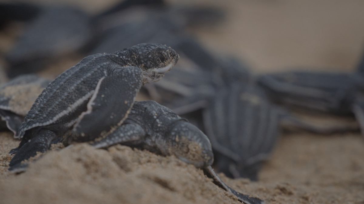 Miches: destino emergente de lujo sostenible y naturaleza en República Dominicana