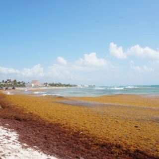 Beach scene with a shoreline strewn with brown seaweed, blue ocean waves, and a clear sky; distant palm trees and thatched-roof buildings along the coast with a few people strolling on the sand left.