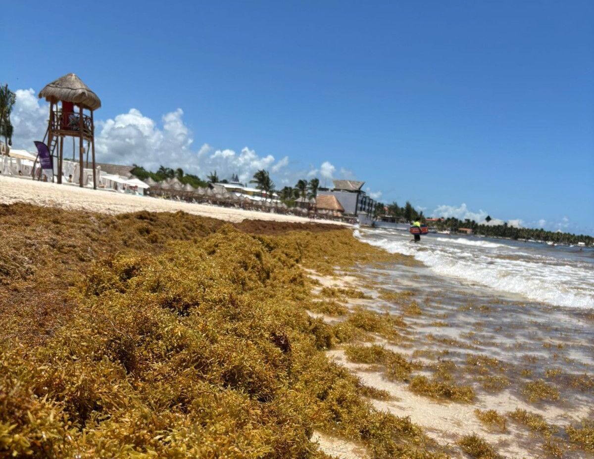 El sector hotelero del Caribe Mexicano gasta hasta 30 millones de dólares anuales en gestión del sargazo.