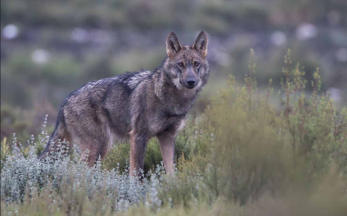 Ilunion Hotels se asocia con Iberian Wild Track para proteger al lobo ibérico y apoyar la ganadería en Zamora.