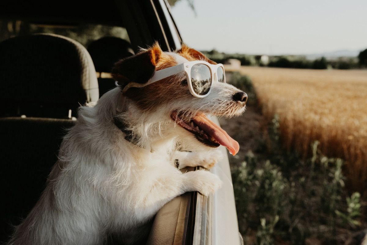 El turismo 'pet-friendly' en España crece un 10% anual, moviendo 5.770 millones de euros en 2023.